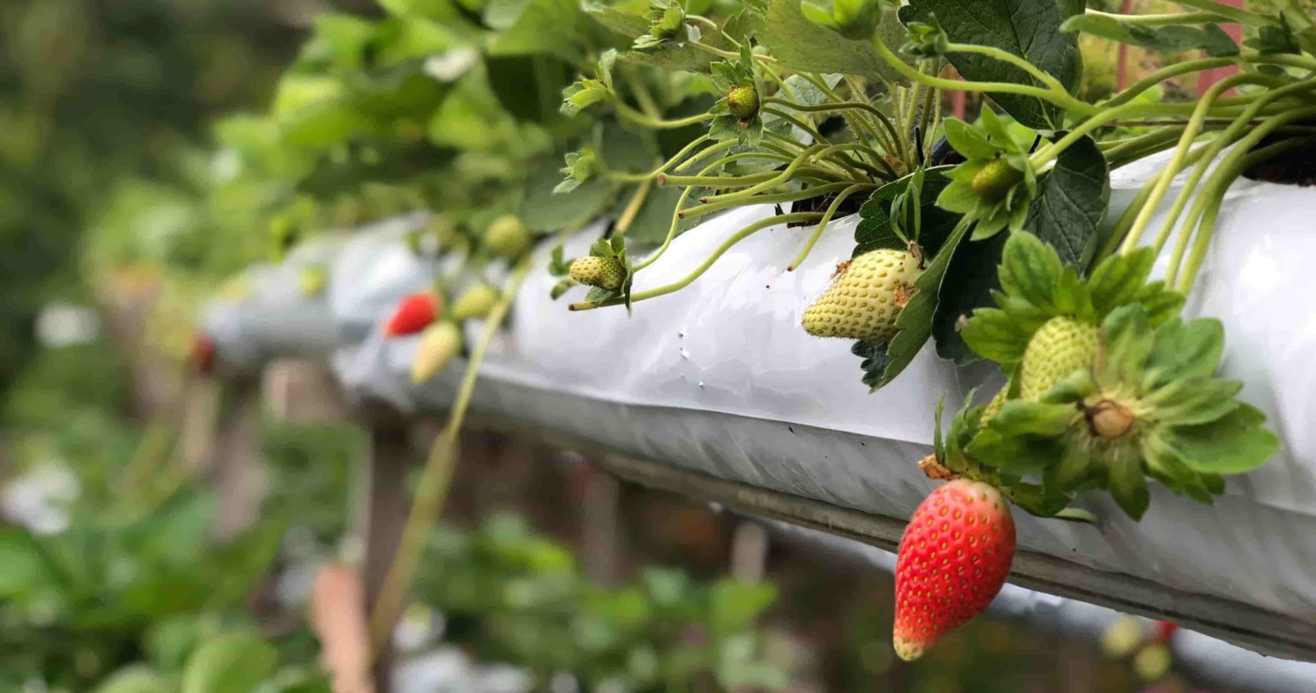 Buchen Sie jetzt schnell Aushilfen von ucm.agency für Ihre Erdbeerernte Buchen Sie jetzt schnell Aushilfen von ucm.agency für Ihre Erdbeerernte